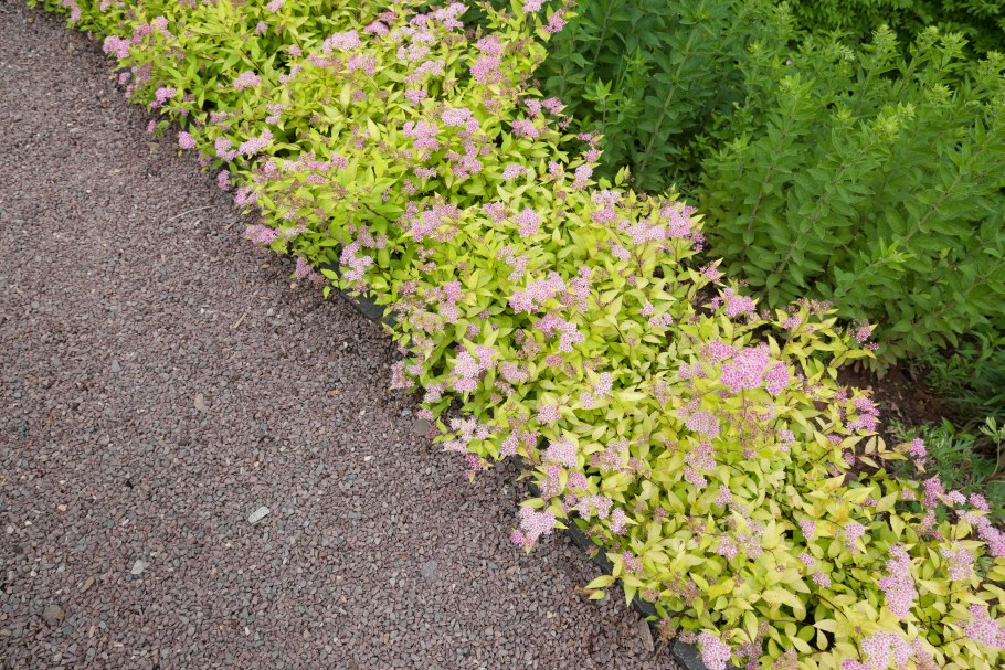 Спирея японская Голден принцесс