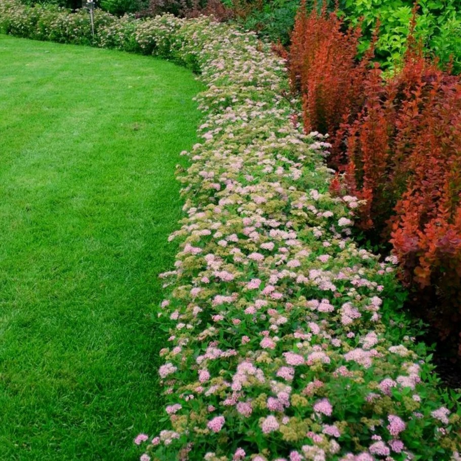 Пузыреплодник Живая изгородь