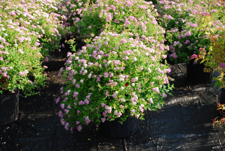 Спирея (Spiraea japonica «little Princess»))