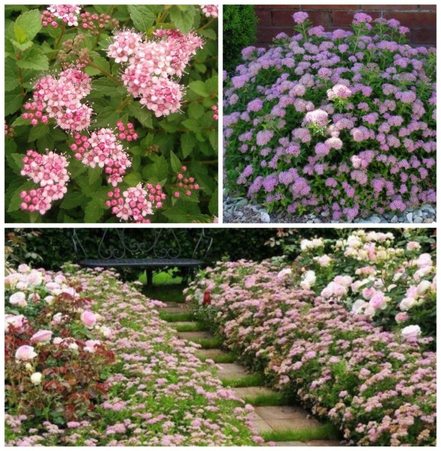 Спирея Антони Ватерер Живая изгородь