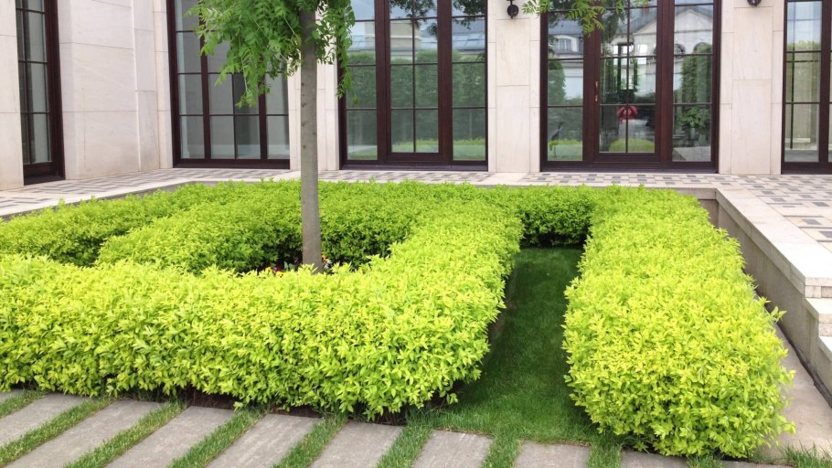 Спирея японская Голден принцесс Живая изгородь