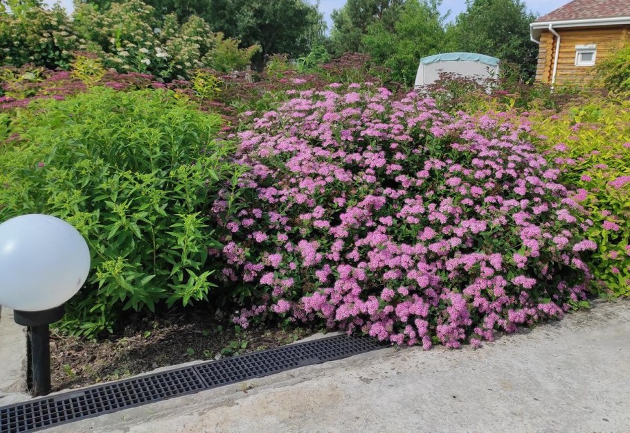 Спирея ниппонская little Princess