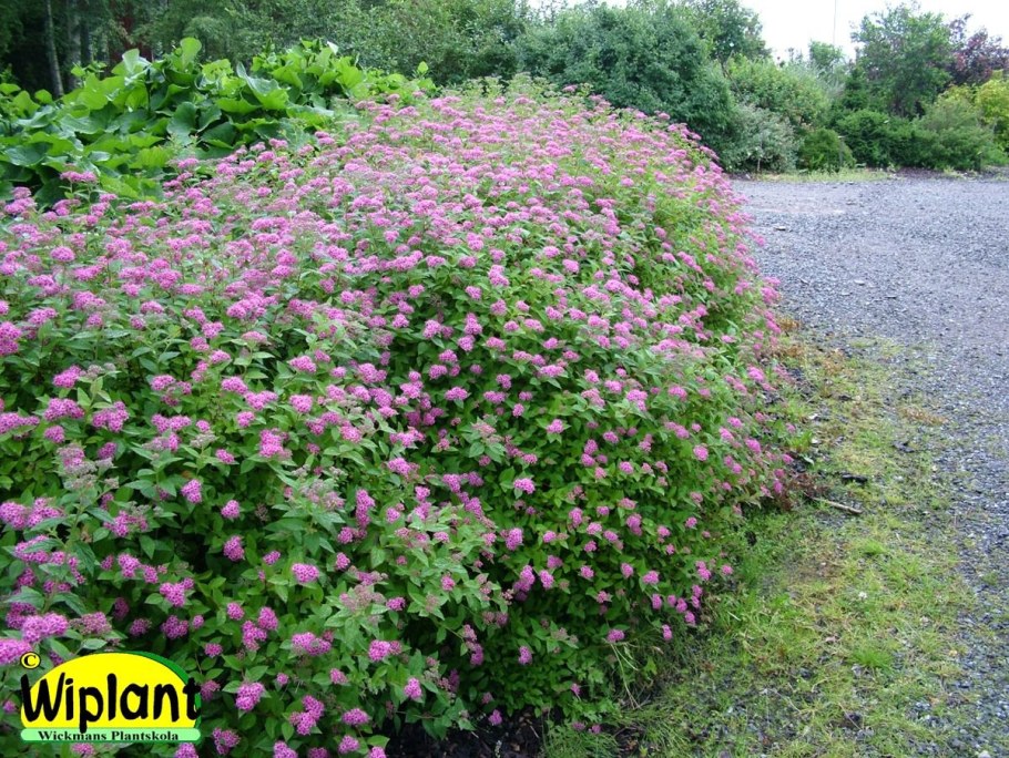 Спирея Широбана