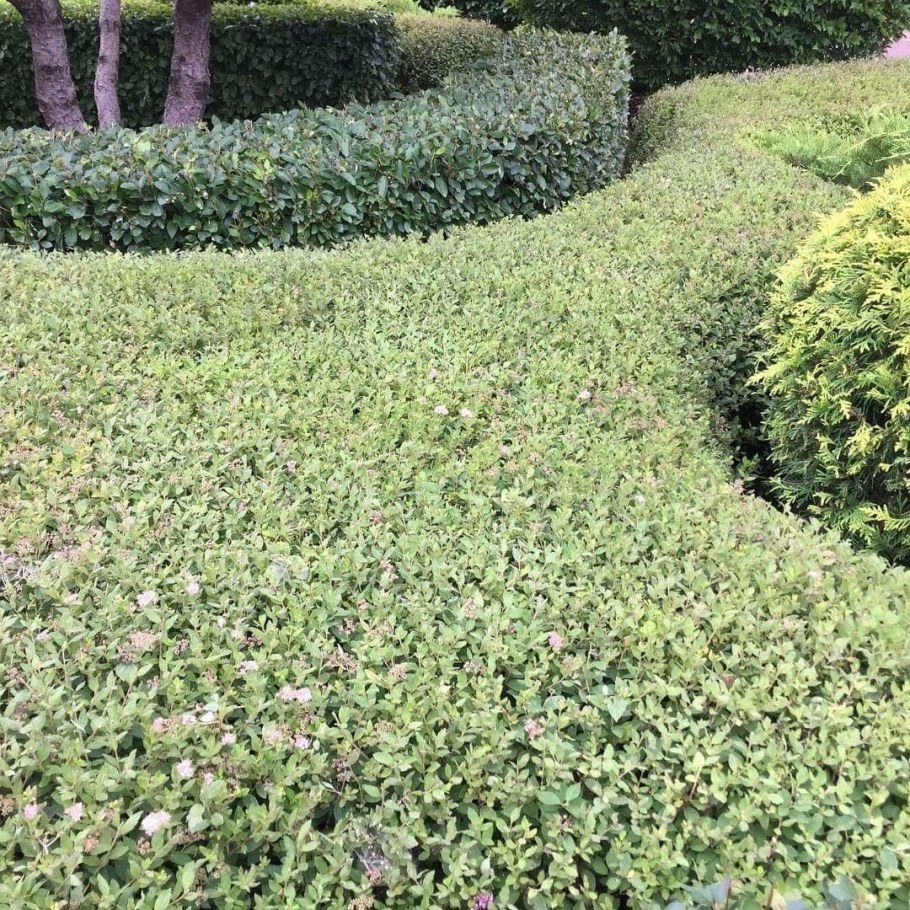 Спирея японская Живая изгородь