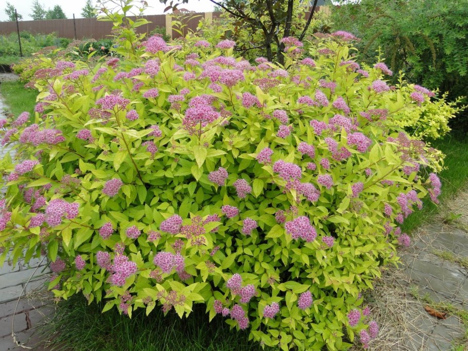 Спирея Бумальда Голдфлейм