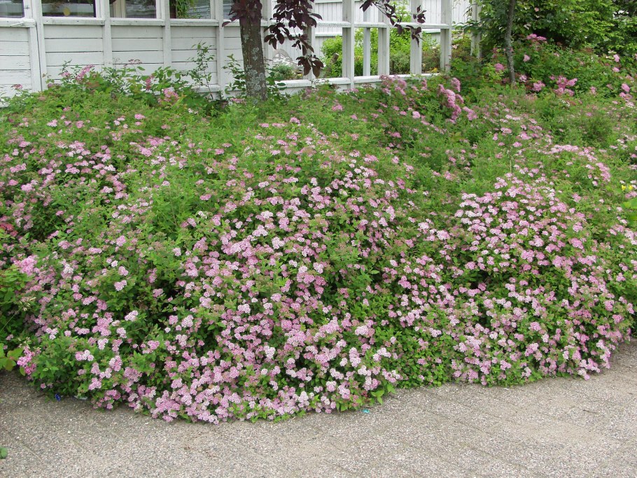 Живая изгородь спирея little Princess