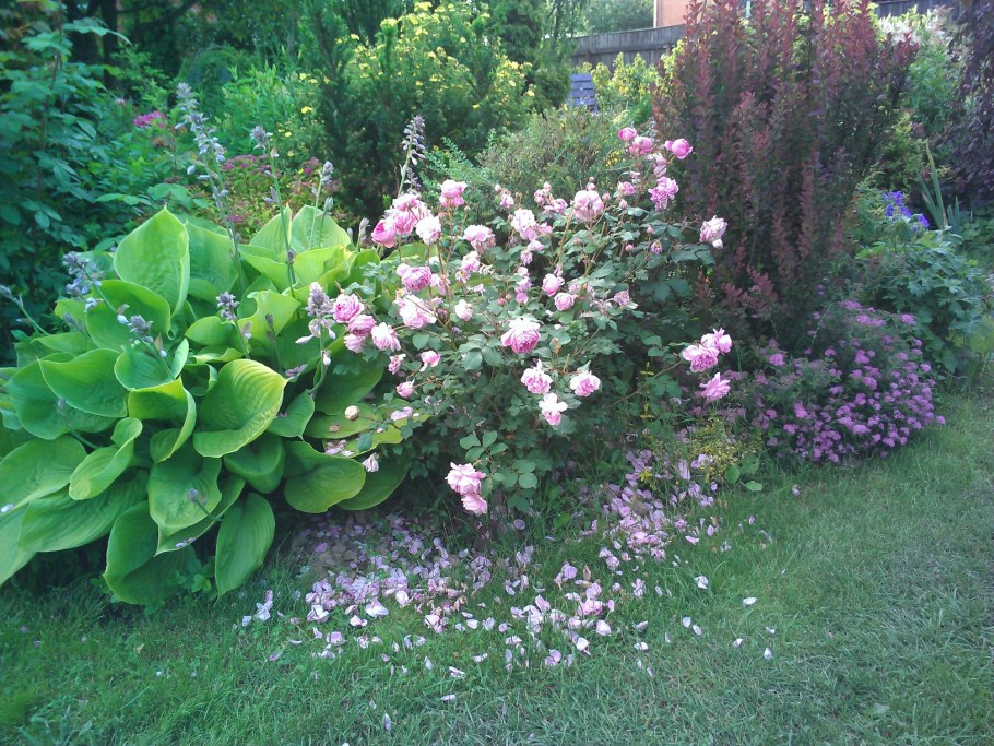 Компаньоны спиреи японской