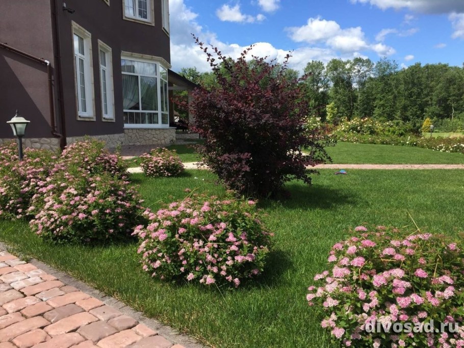 Клумба с барбарисом и спиреей и гортензия