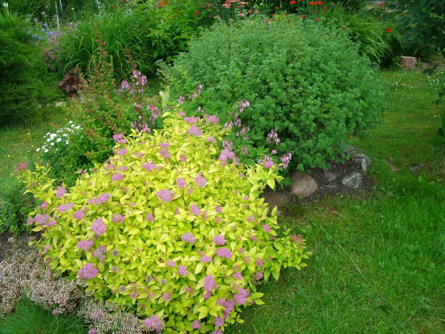 Спирея японская шаровидная