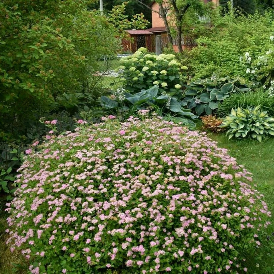 Спирея японская бордюр