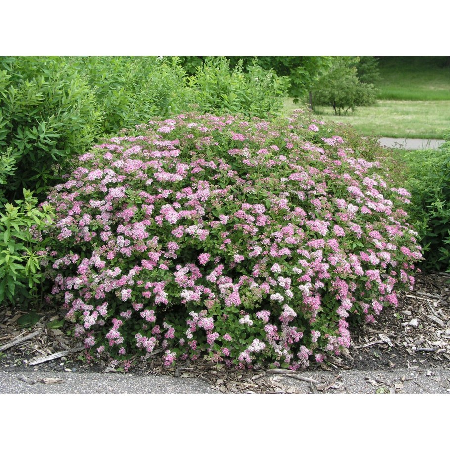 Спирея японская принцесса