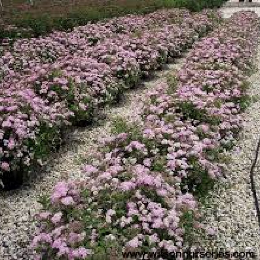 Спирея Нана