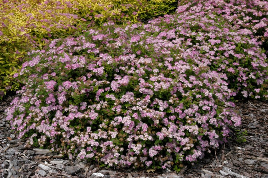 Спиреяяпонскпя ЛИТД принцесс