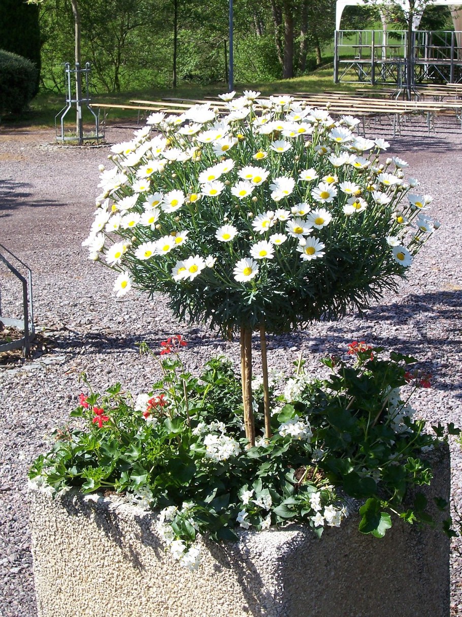 Хризантема мультифлора Маргаритка