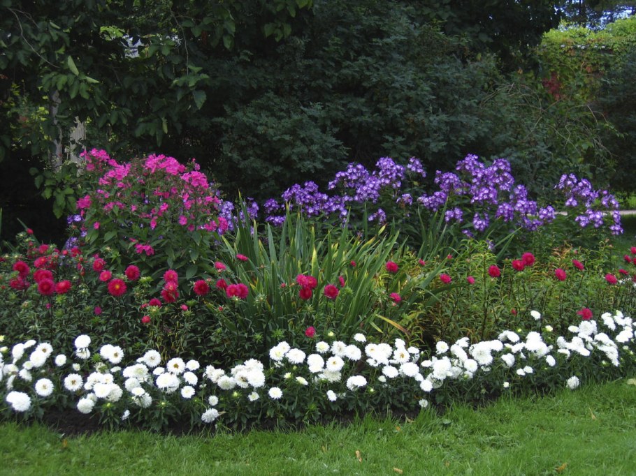 Георгин клумба миксбордер