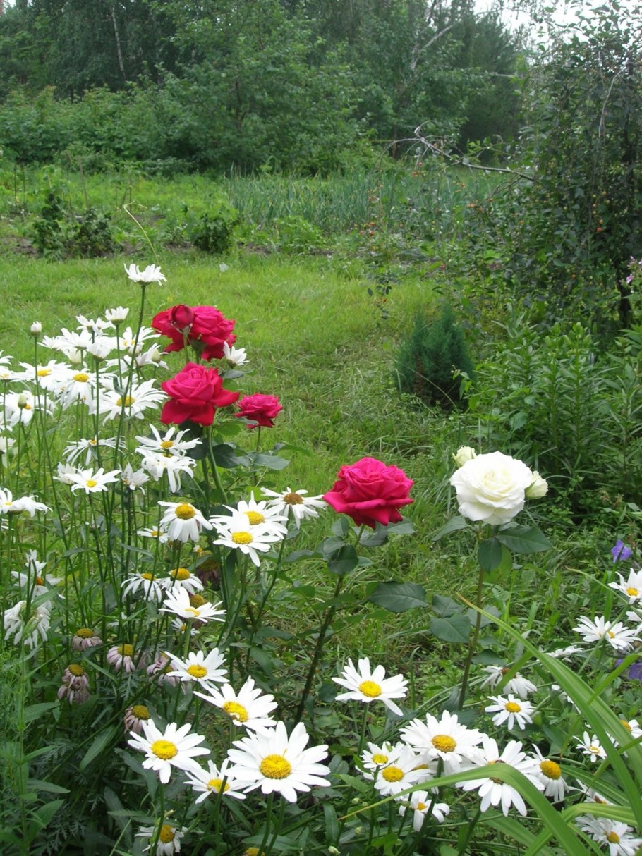 Космея и нивяник