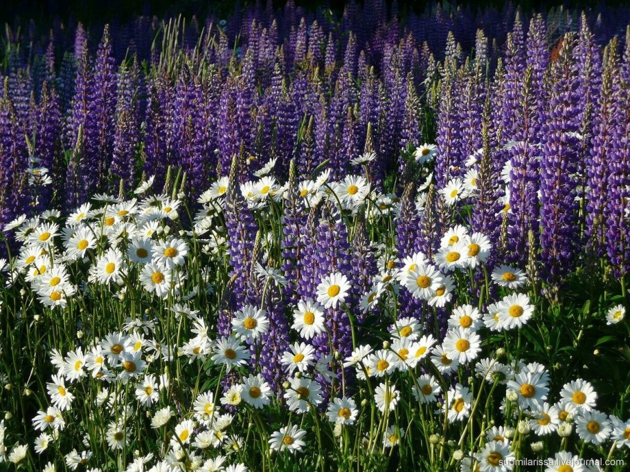 Эхинацея и дельфиниум