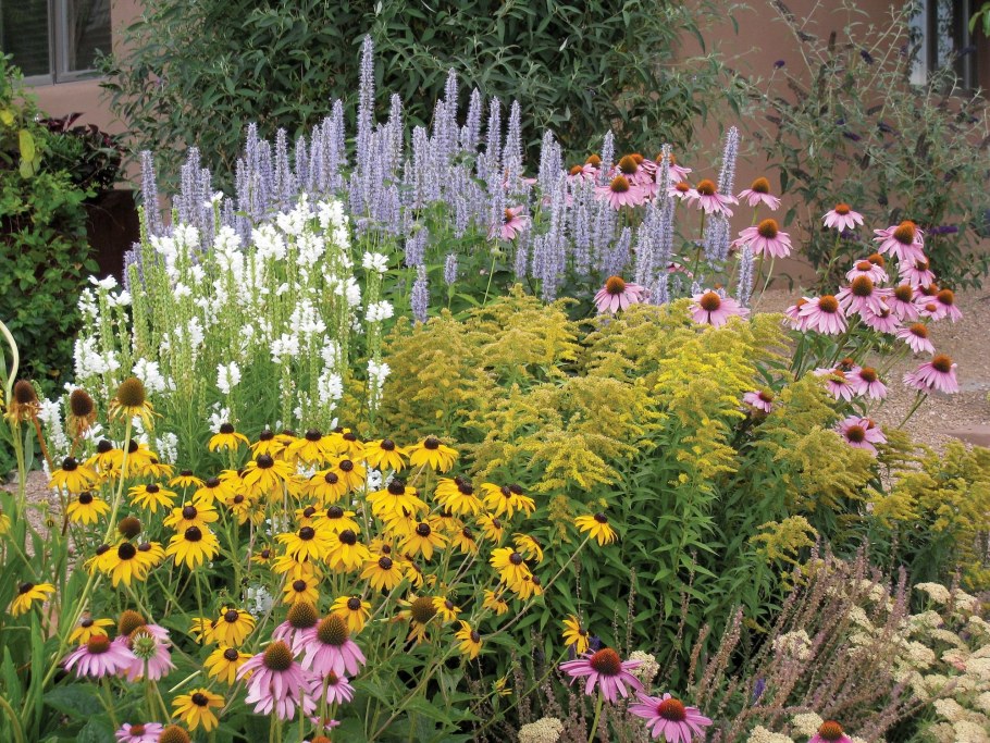 Физостегия Лиатрис