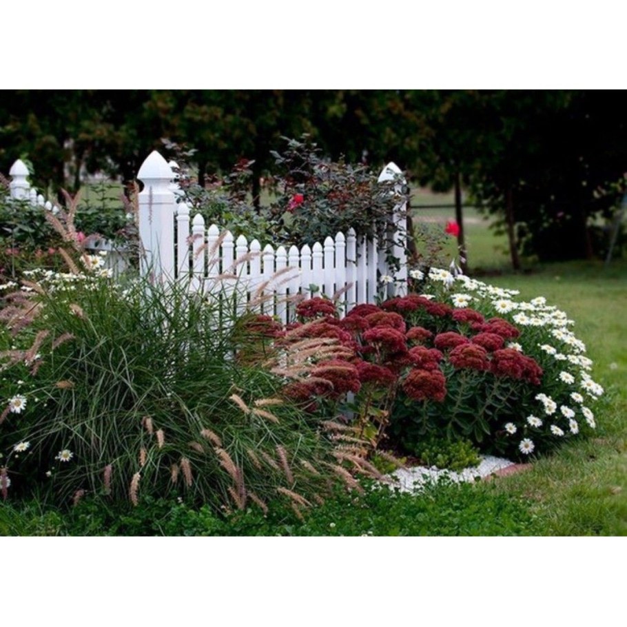 Ромашки в ландшафтном дизайне