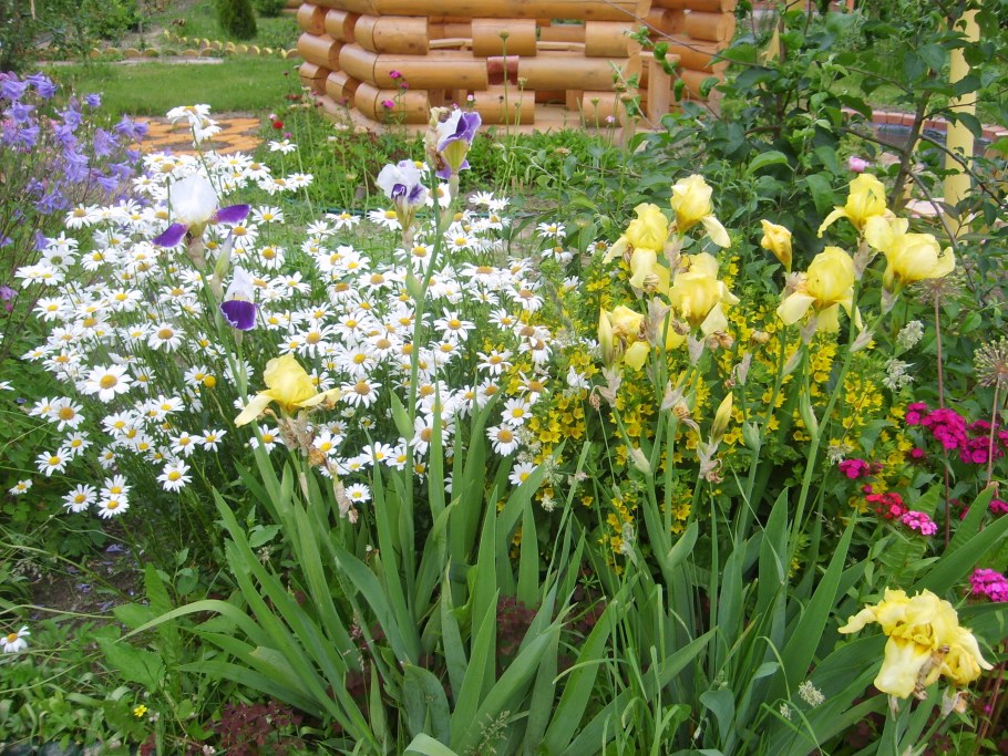 Вербейник с ирисами на клумбе