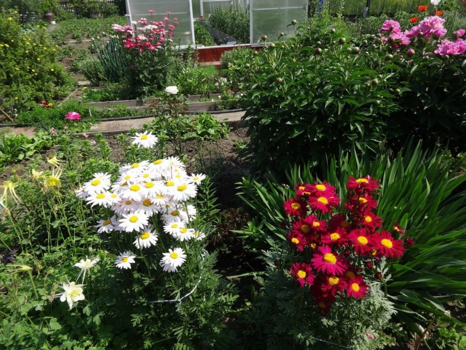 Пиретрум Робинсон на клумбе