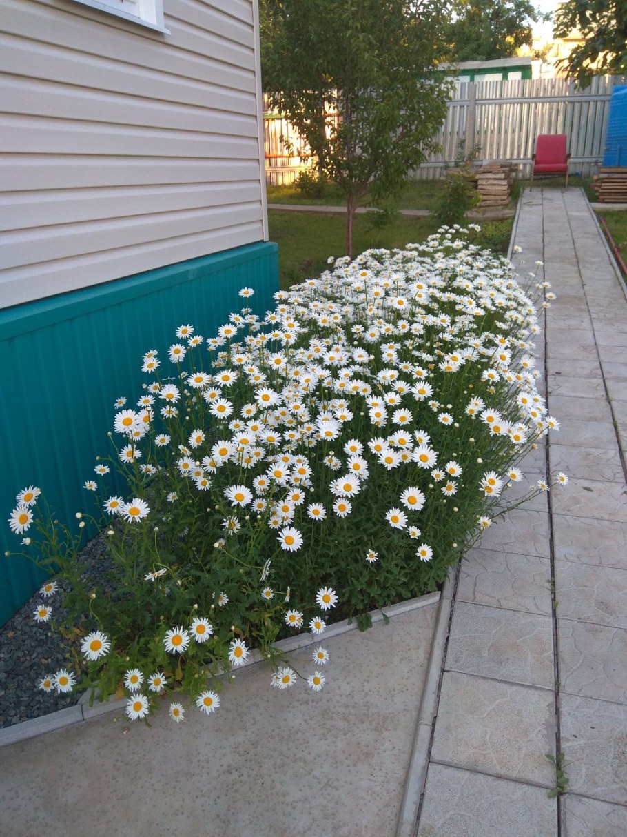 Нивяник Аляска