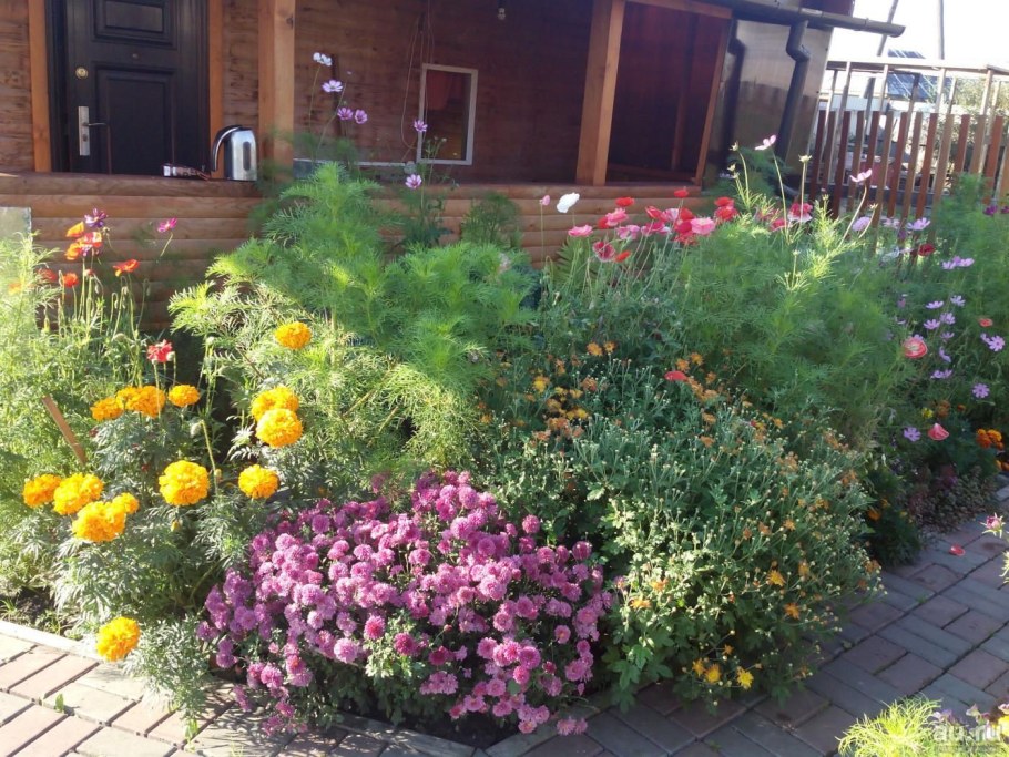 Хризантема мультифлора шаровидная клумба