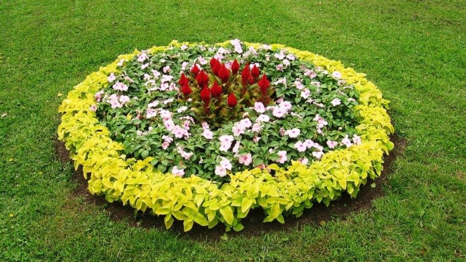 Розарий рабатка