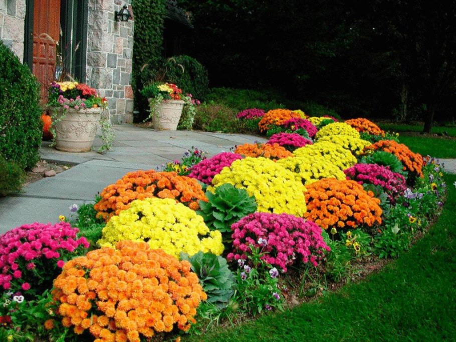 Хризантема мультифлора шаровидная клумба