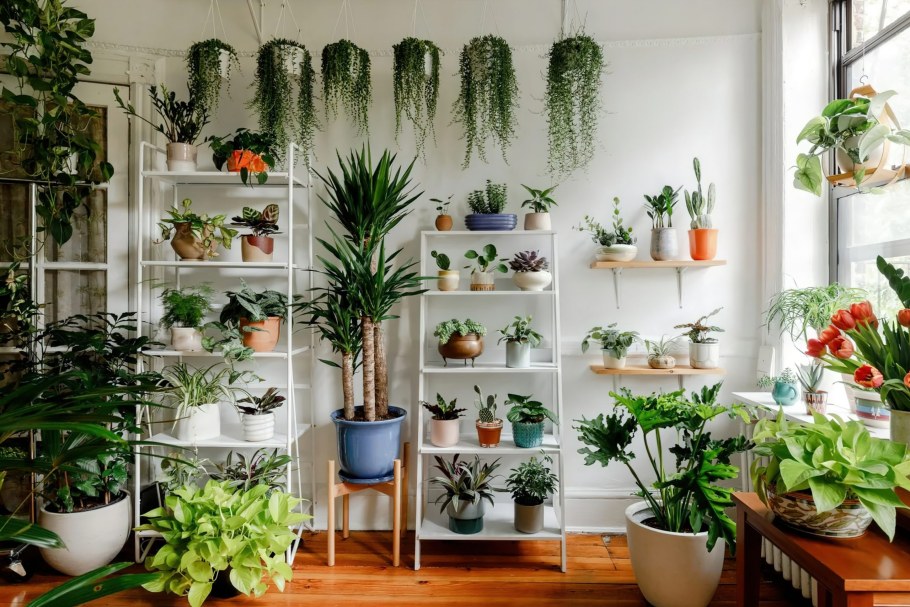 Комнатные растения