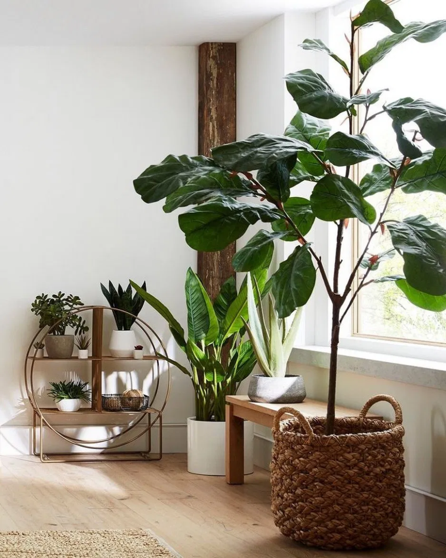 Комнатные цветы в Интер