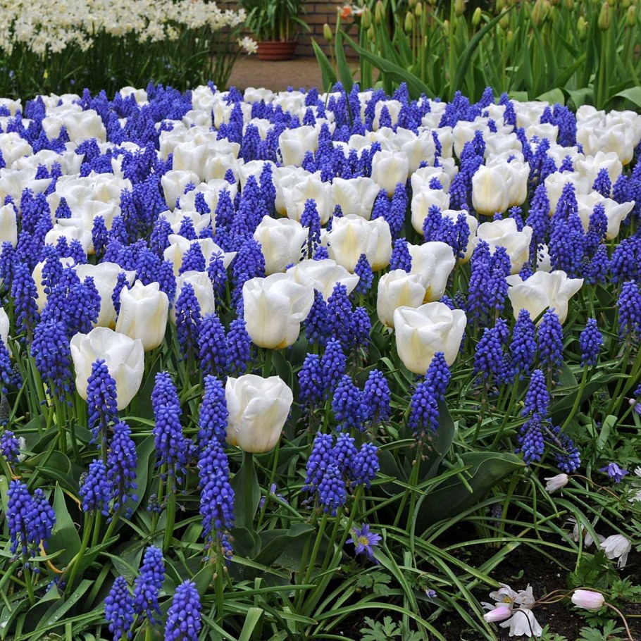 Мускари Альба