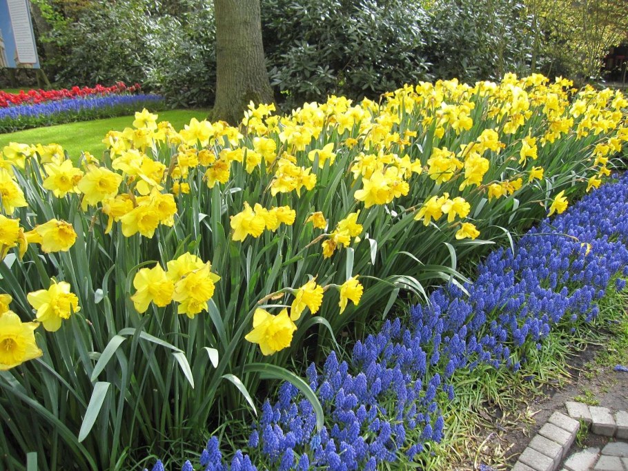 Рабатка лилейник