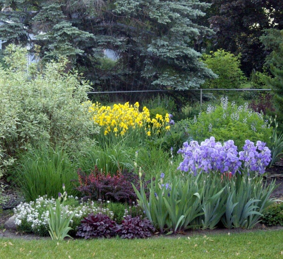 Хоста лилейник миксбордер