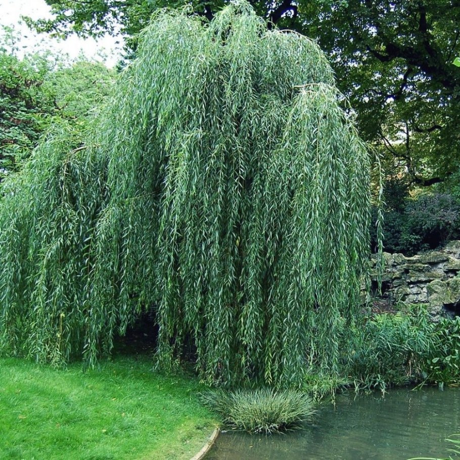 Ива Ледебура Пендула