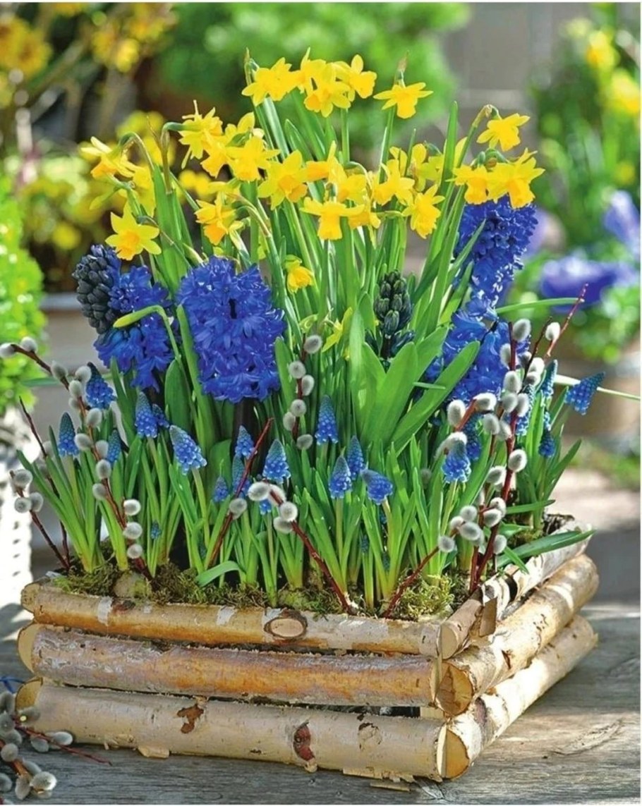 Весенняя клумба мускари гиацинт