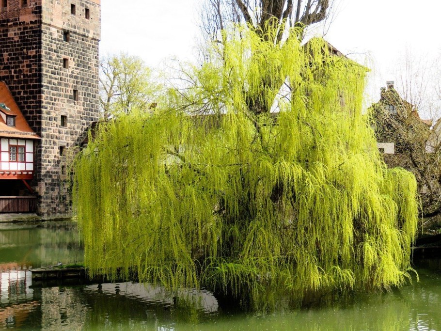 Ива плакучая в ландшафтном