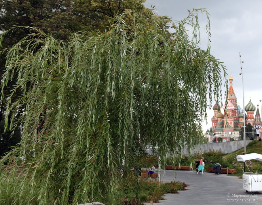 Ива памяти Миндовского