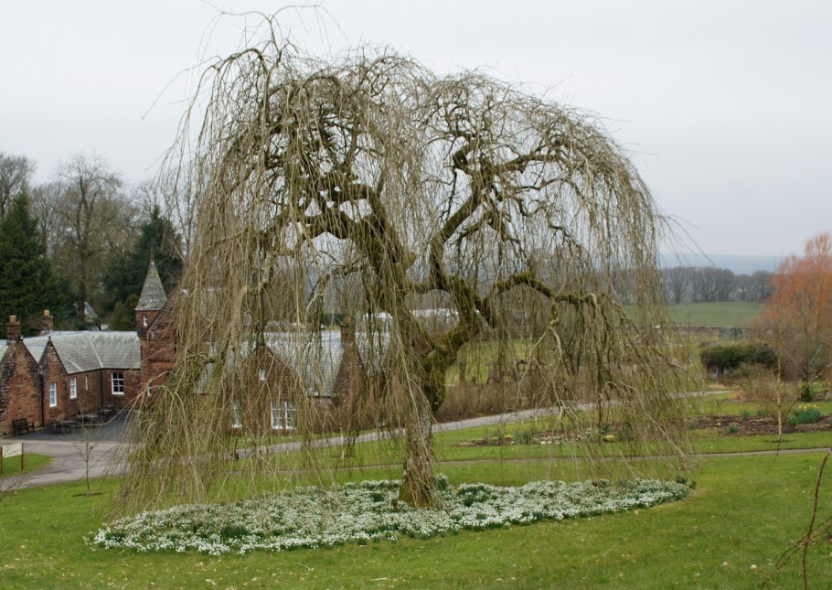 Ива карликовая Плакучий Гном