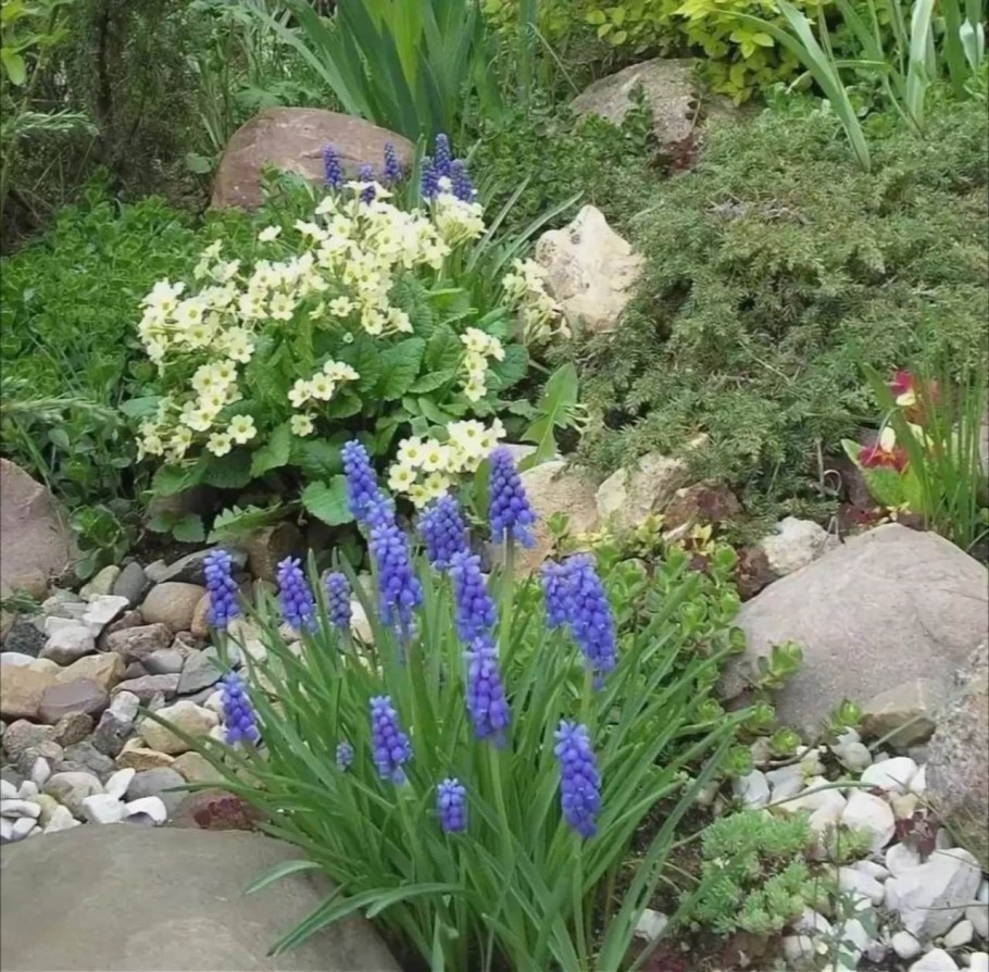 Мускари на альпийской Горке