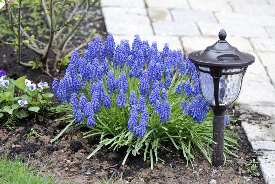 Мускари длинноцветковый