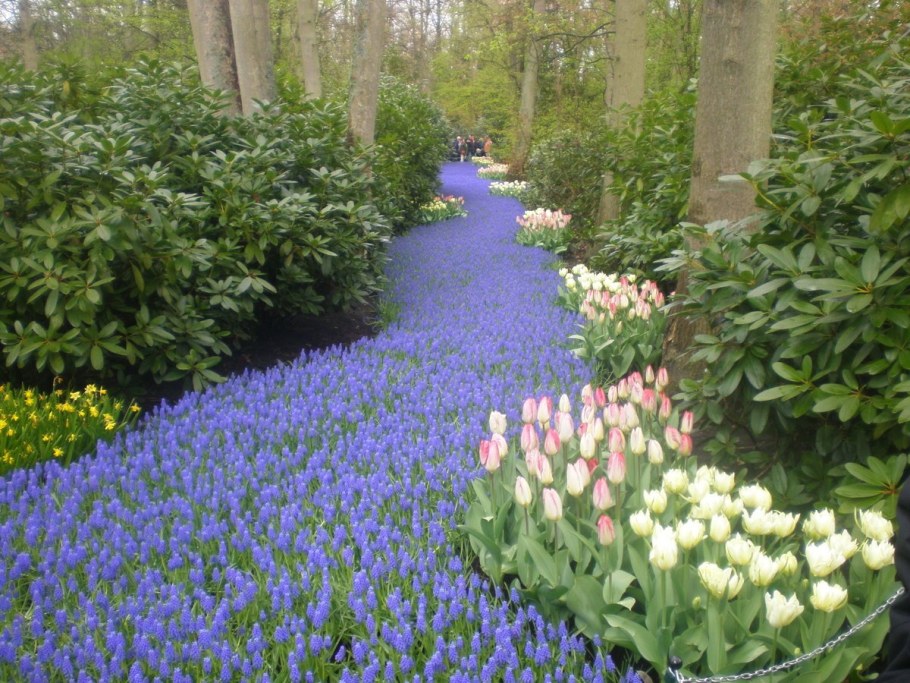 Клумба тюльпаны, хионодокса, Вудсток