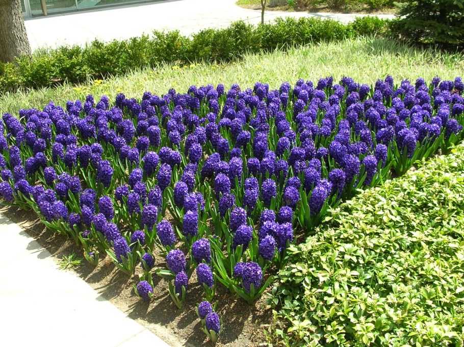 Гиацинты на клумбе