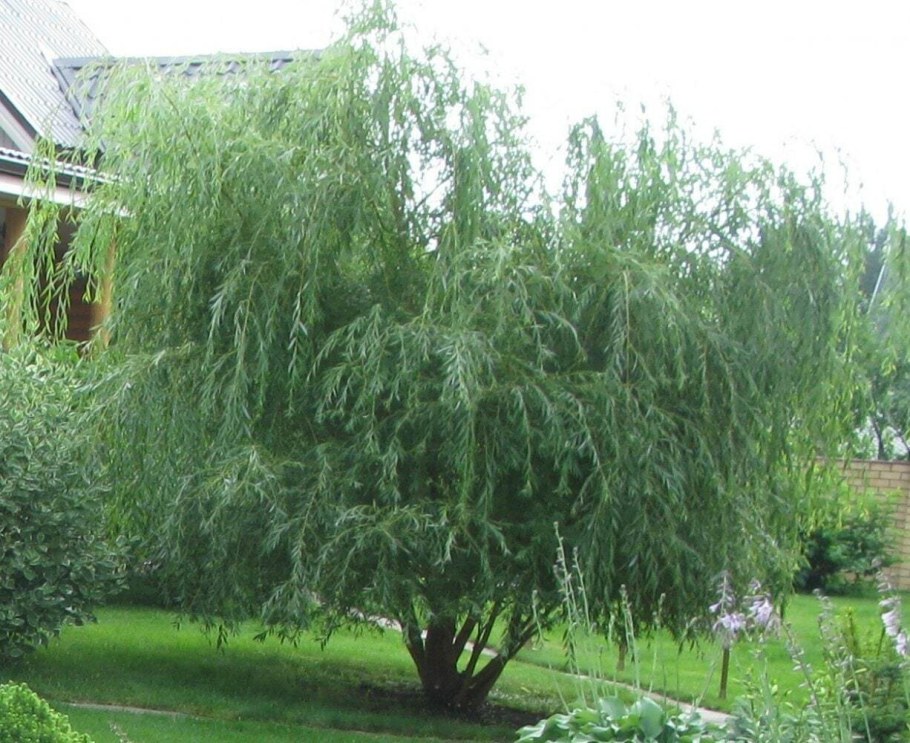 Ива Плакучий Гном