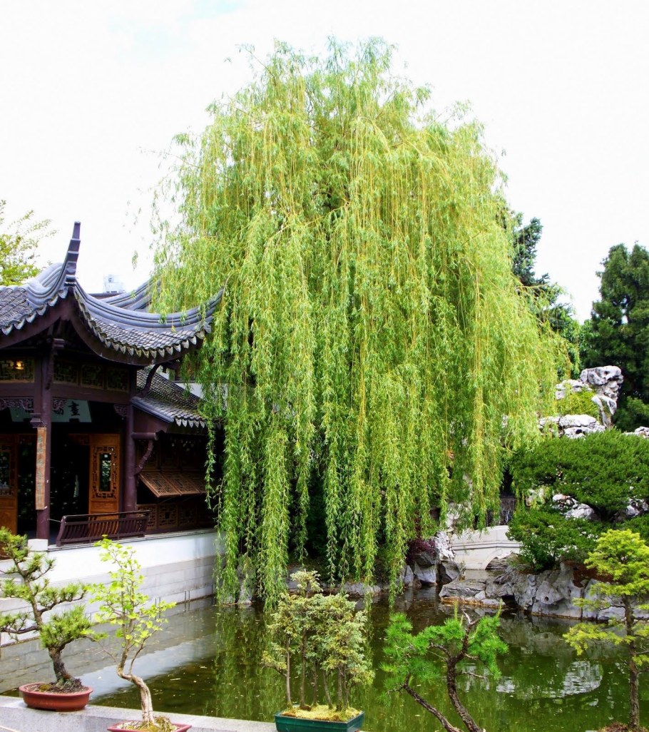 Ива японская Матсудана