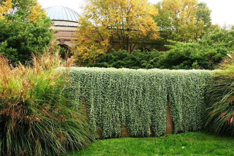 Цветы дихондра изумрудный водопад