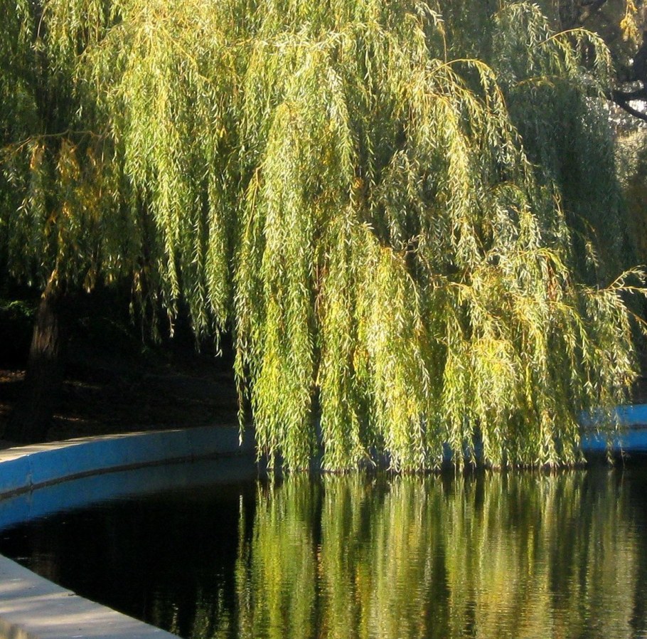 Ива белая плакучая