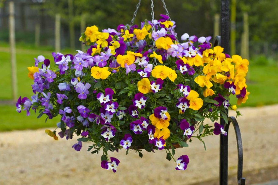 Виола ампельная водопад