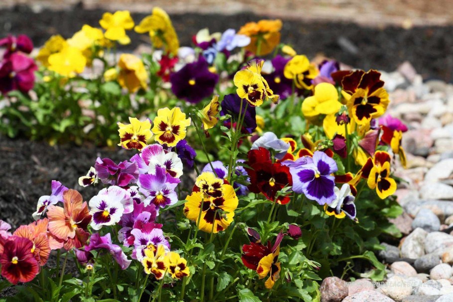 Виола Виттрока