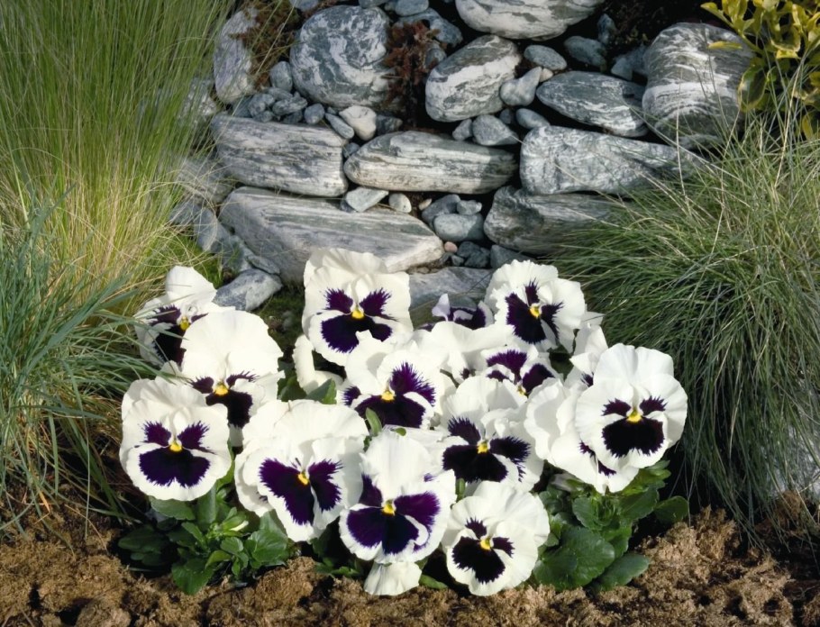 Виола крупноцветковая